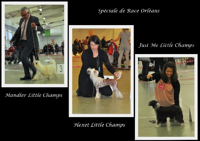 Little Champs - Exposition Internationale d'Orléans