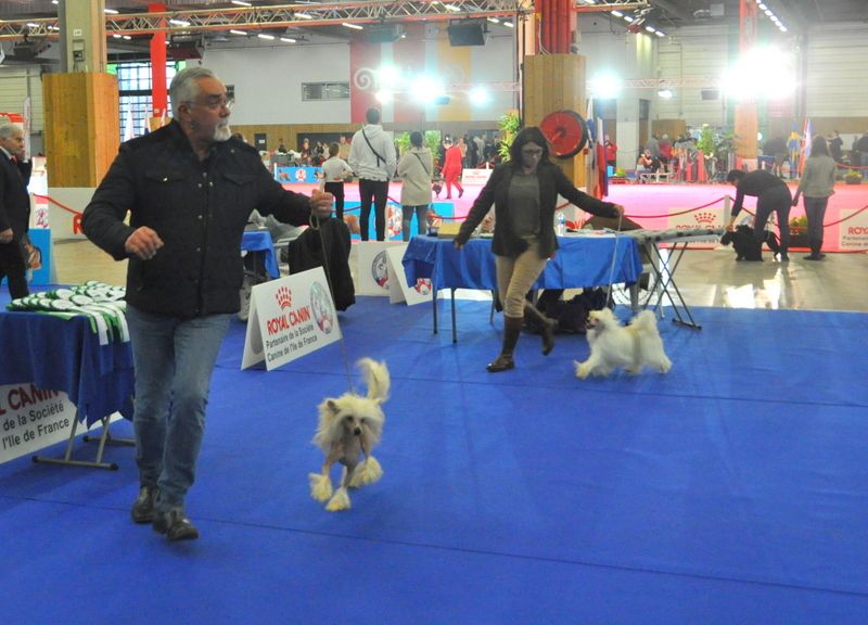 Little Champs - CACIB Paris Dog Show