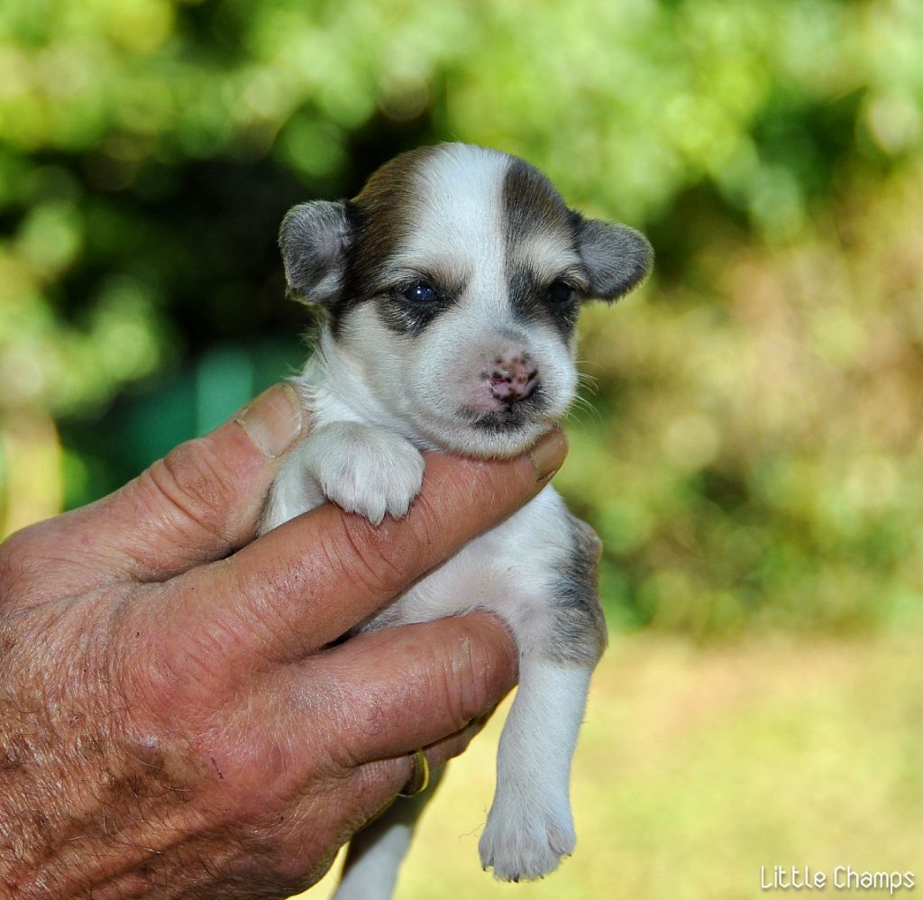 Little Champs - Chiot disponible  - Chien chinois à crête