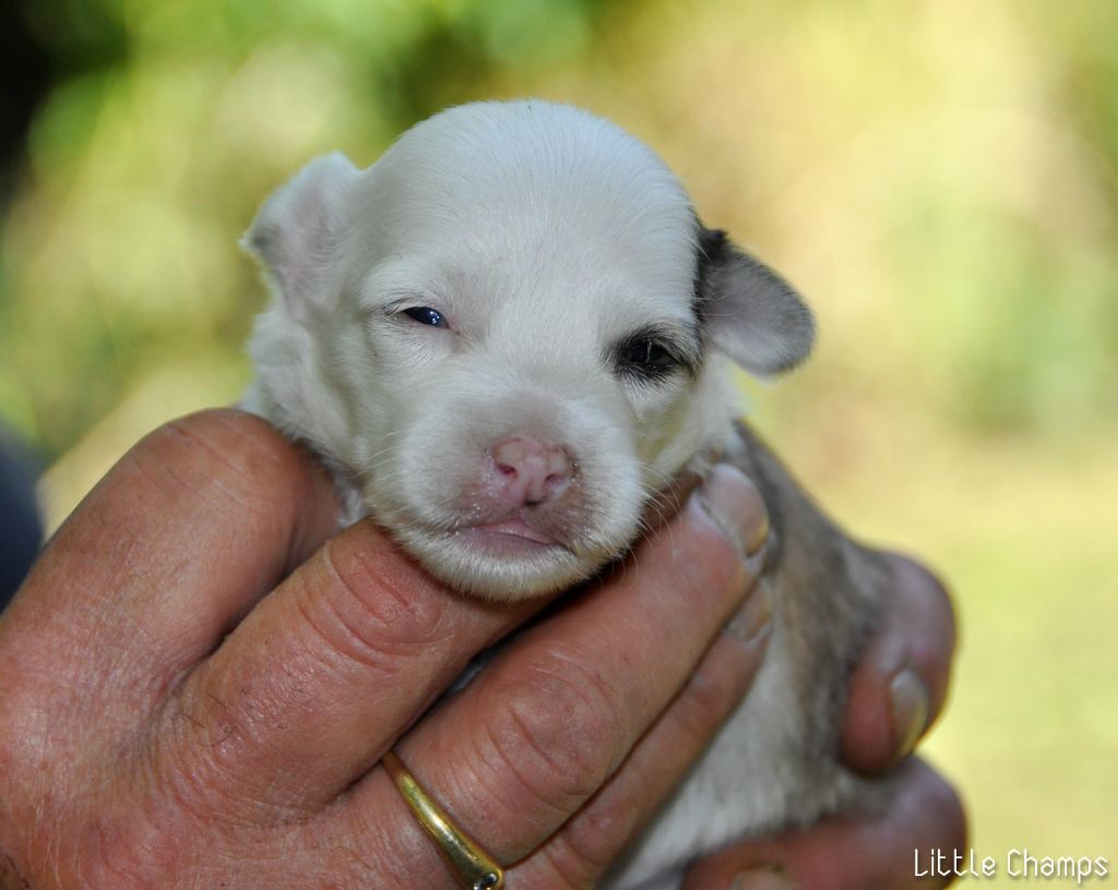 Little Champs - Chiot disponible  - Chien chinois à crête