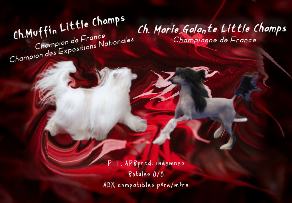 Little Champs - Chien chinois à crête - Portée née le 12/12/2021