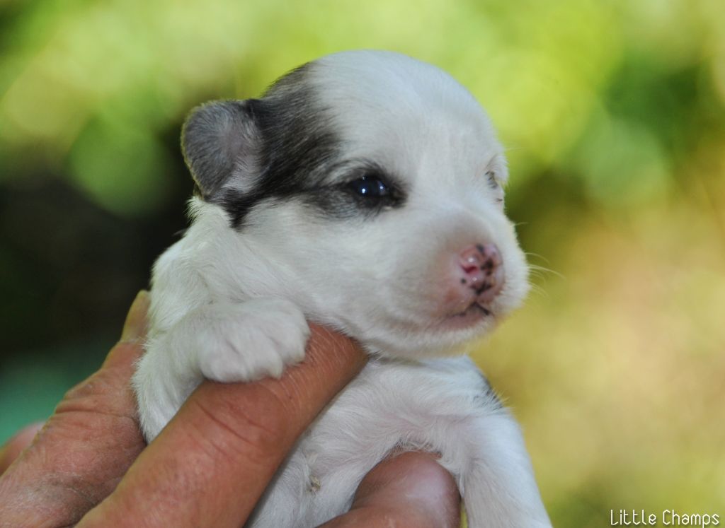 Little Champs - Chiot disponible  - Chien chinois à crête