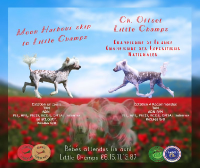 Little Champs - Chien chinois à crête - Portée née le 23/04/2023