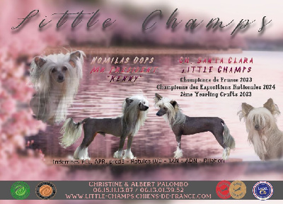 Little Champs - Chien chinois à crête - Portée née le 11/05/2024