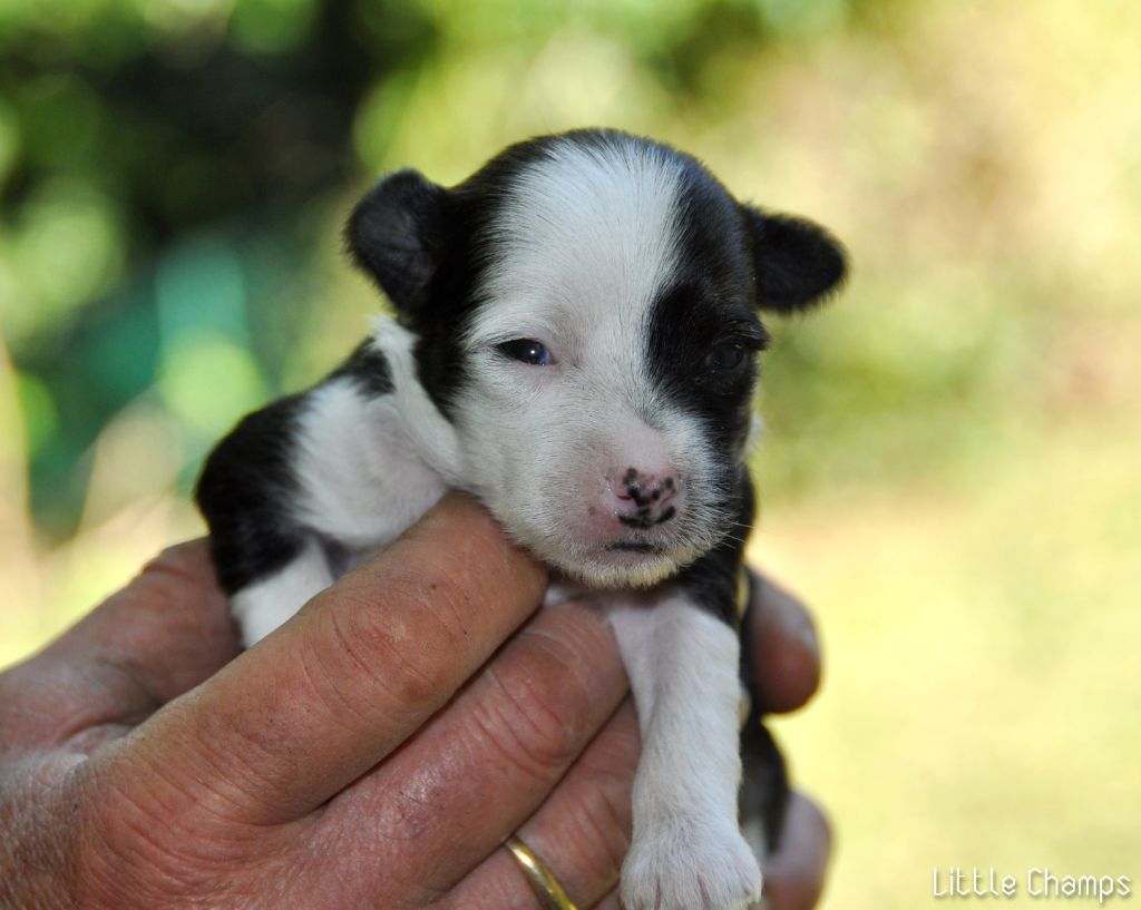 Little Champs - Chiot disponible  - Chien chinois à crête