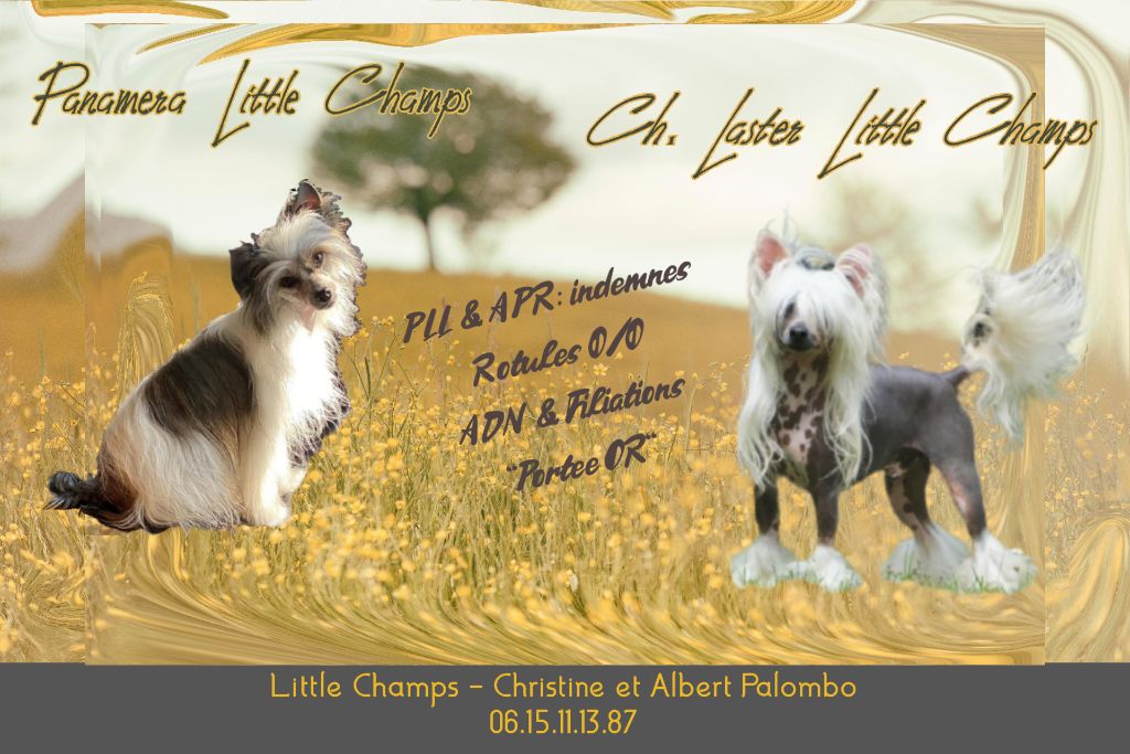 Little Champs - Chien chinois à crête - Portée née le 03/08/2021