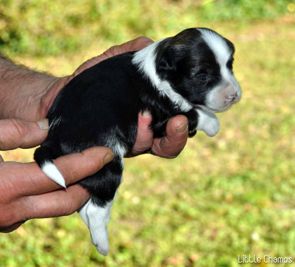 Little Champs - Chiot disponible  - Chien chinois à crête