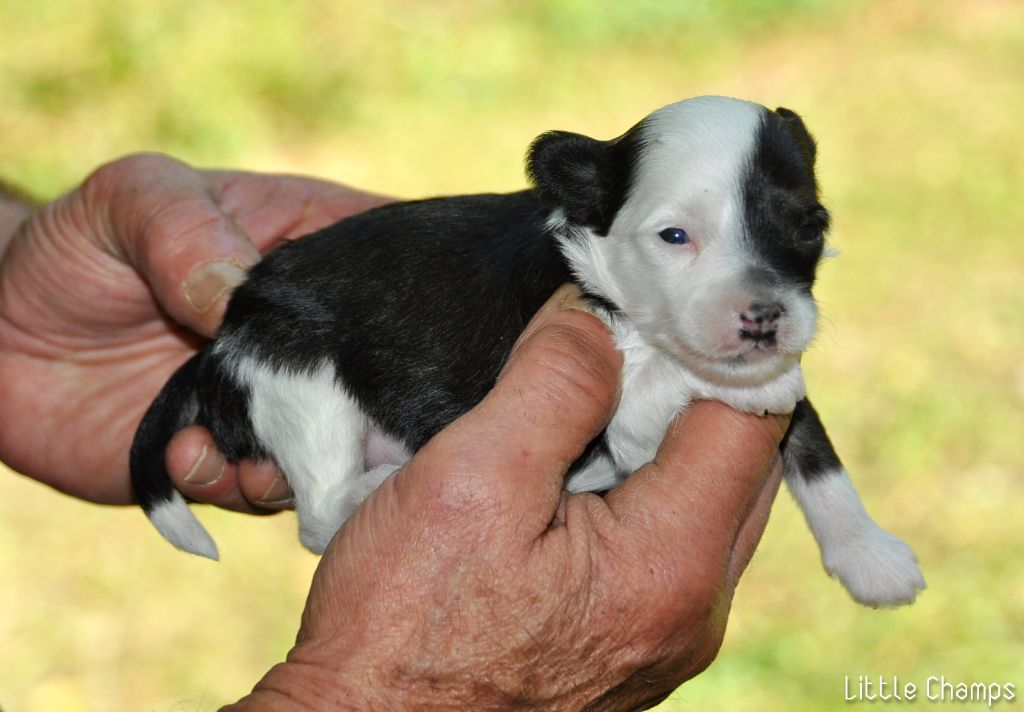 Little Champs - Chiot disponible  - Chien chinois à crête