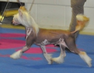 CH. Genji Little Champs