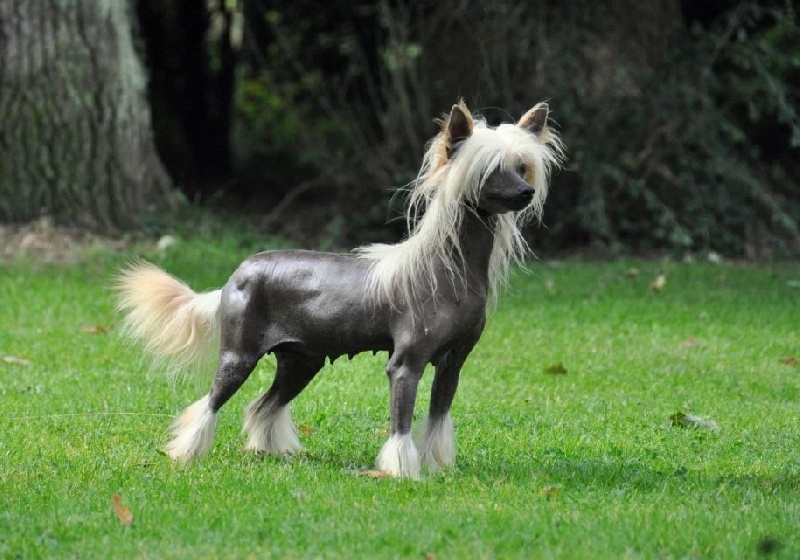 CH. Idylle Little Champs