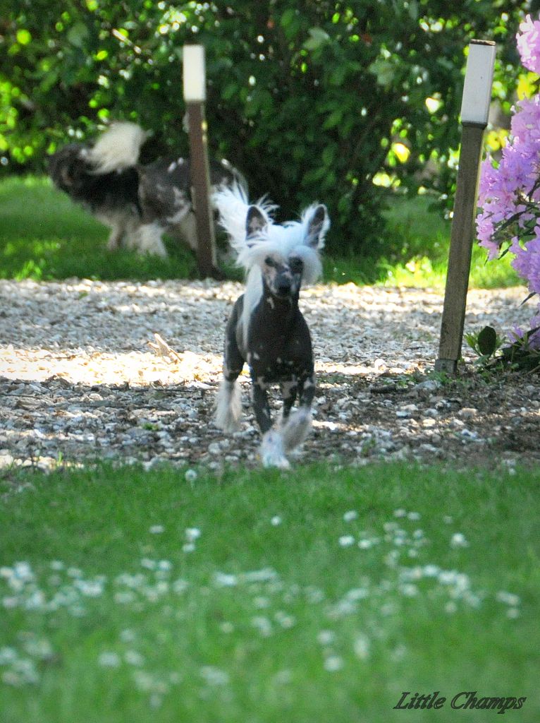 Néfertiti Little Champs