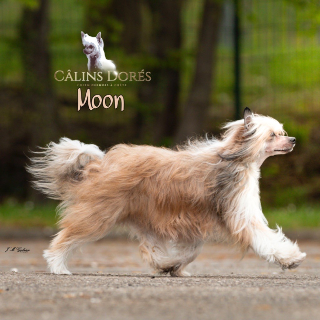 Moonshine Little Champs