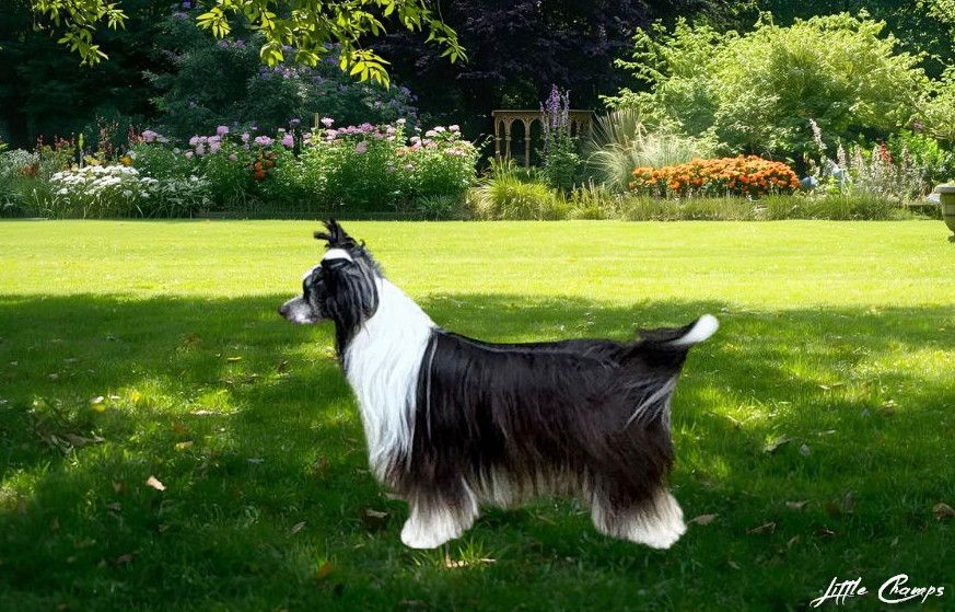 CH. Venise Little Champs