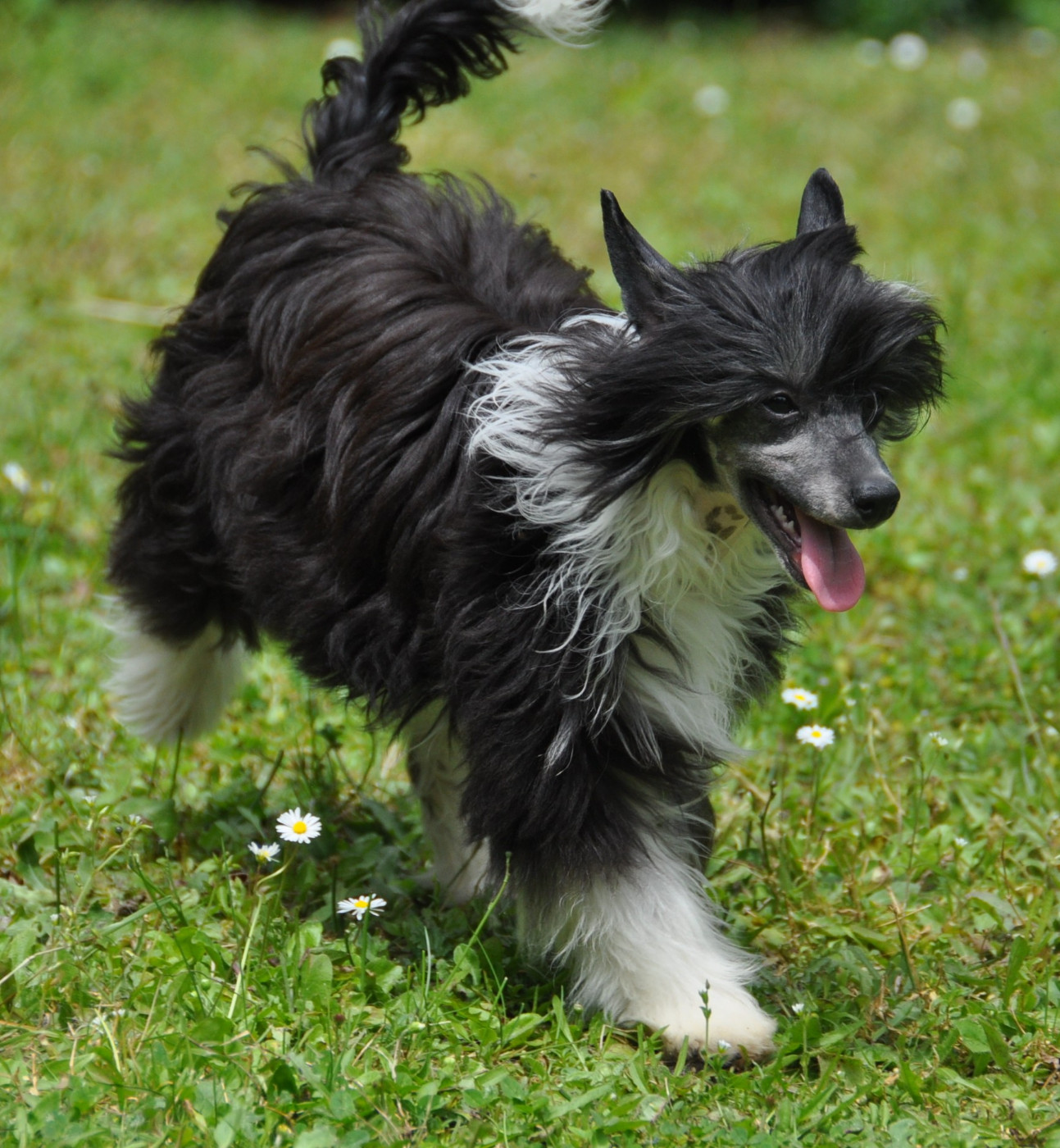 Verone Little Champs