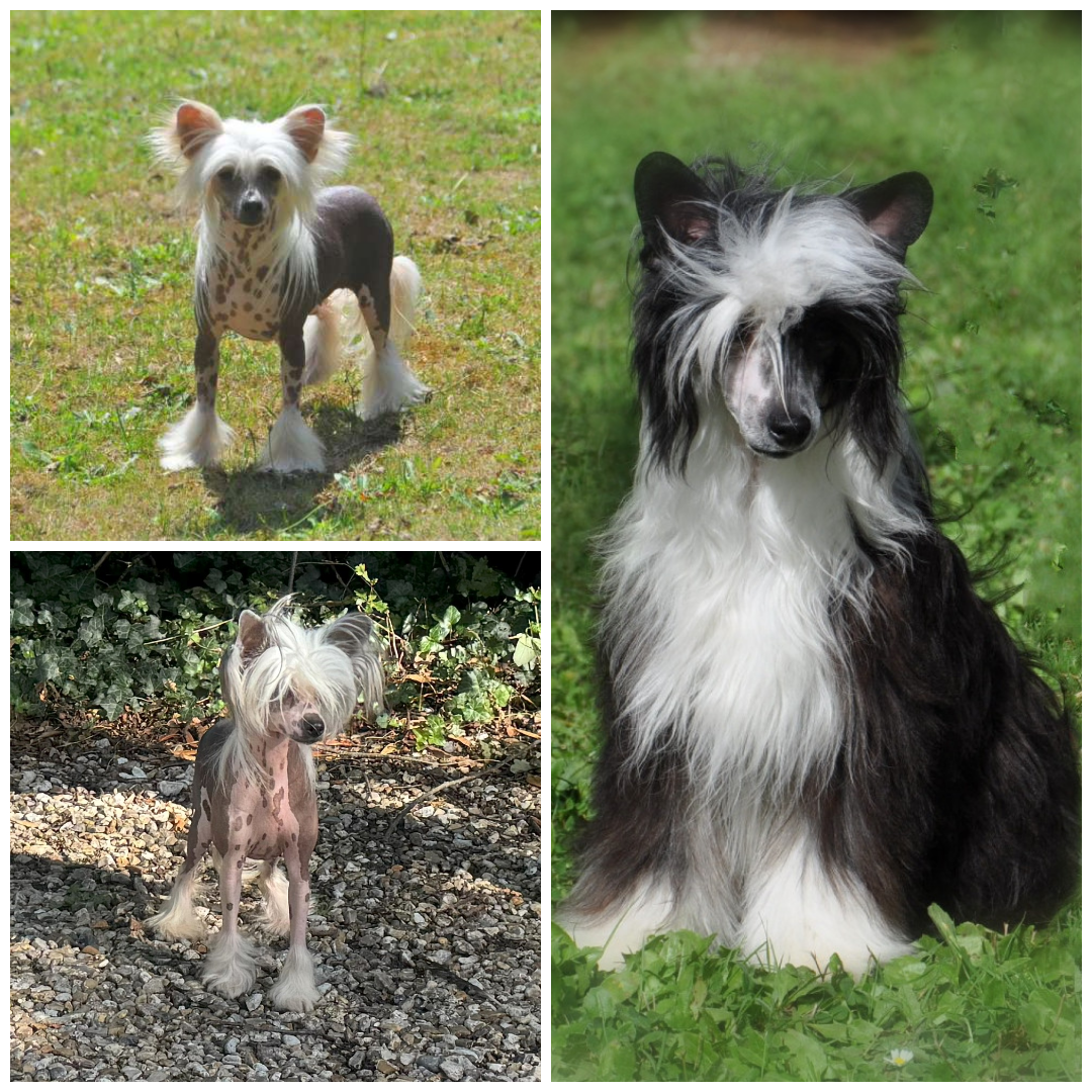 Little Champs - Prochaines portées