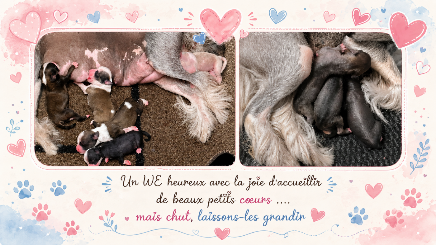 Little Champs - Les BB sont nés !