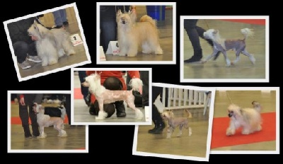 Little Champs - Paris Dog Show