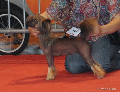 Little Champs - CACIB Amiens - Spéciale - Femelle nue