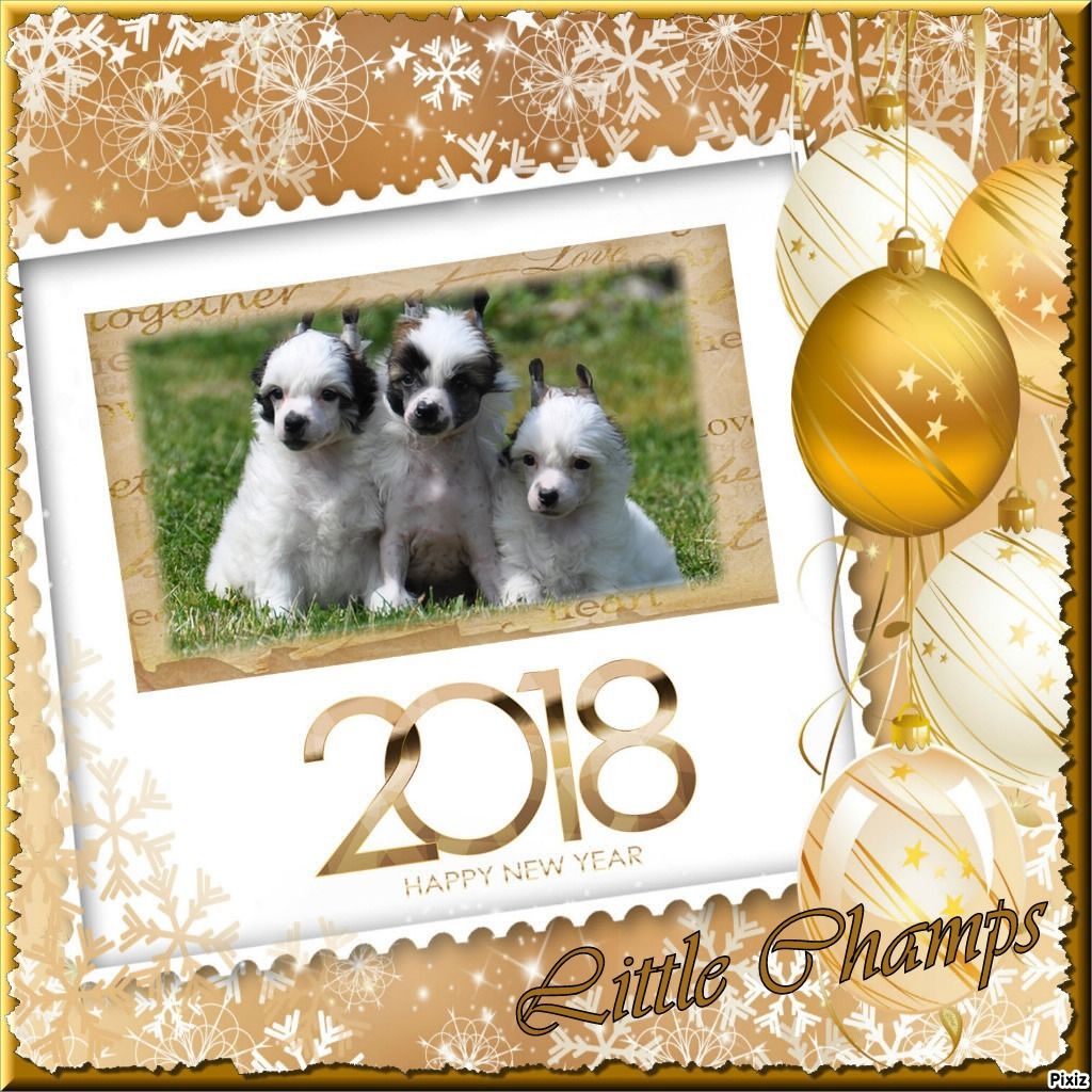 Little Champs - Meilleurs Voeux 2018