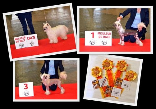 Little Champs - CACS et CACIB de Metz