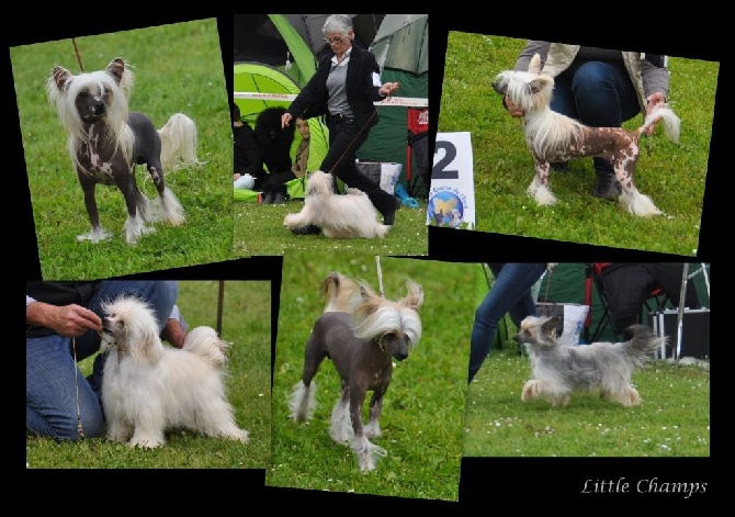 Little Champs - CACS d'Evreux