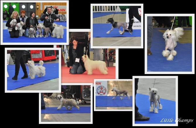 Little Champs - Paris Dog Show Le Bourget