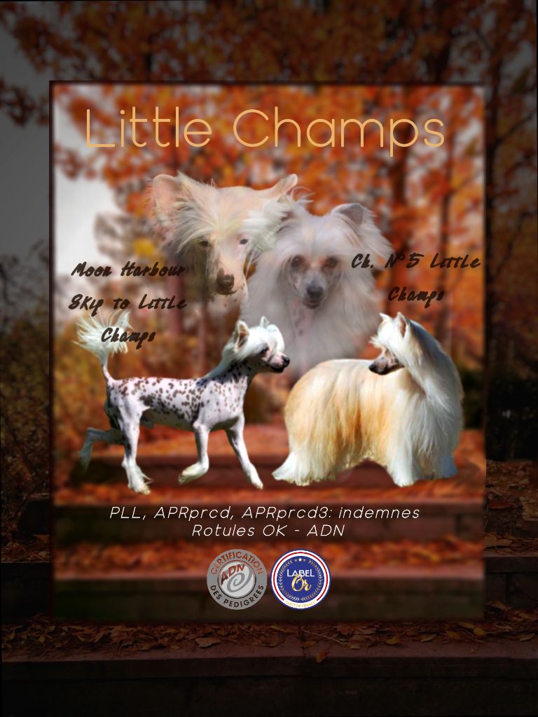 Little Champs - Chien chinois à crête - Portée née le 26/12/2022