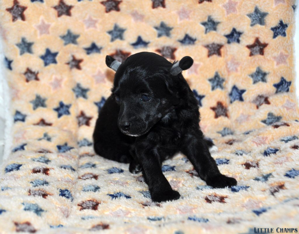 Little Champs - Chiots disponibles - Chien chinois à crête