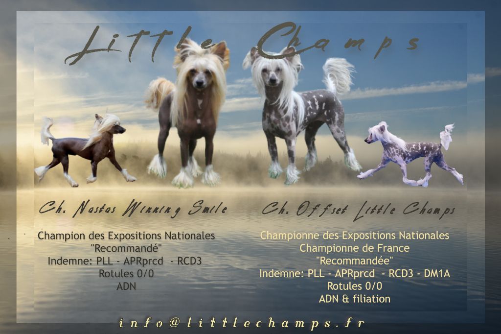 Little Champs - Chien chinois à crête - Portée née le 21/11/2021