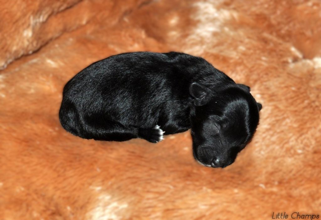 Little Champs - Chiots disponibles - Chien chinois à crête