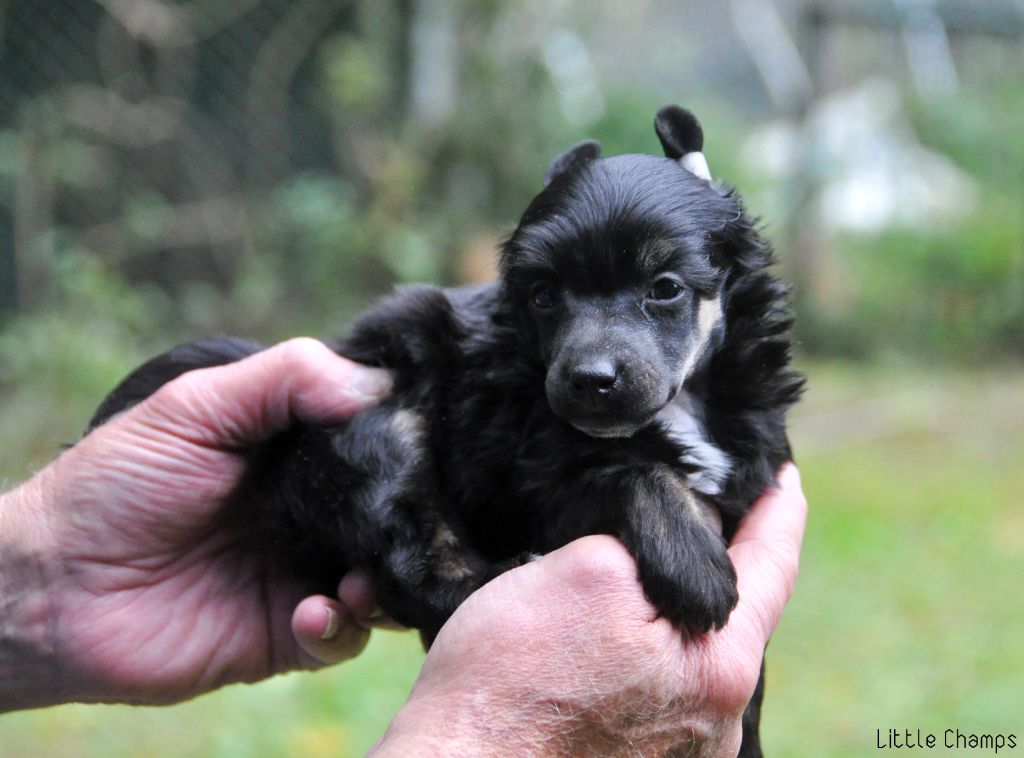 Little Champs - Chiots disponibles - Chien chinois à crête
