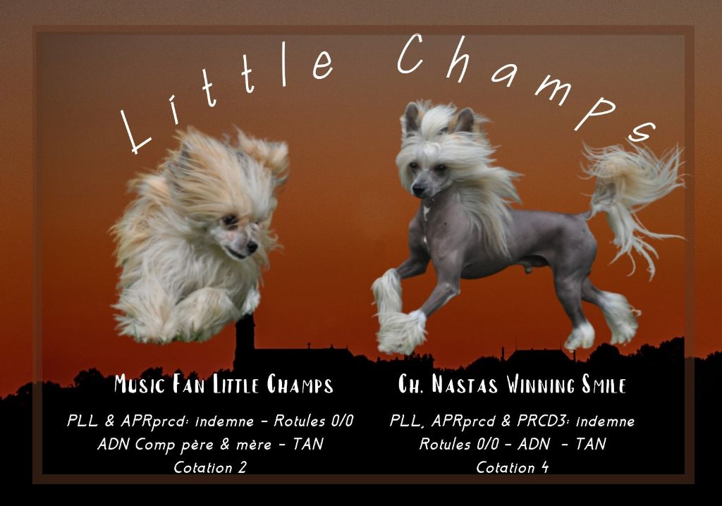 Chiot Chien chinois à crête Little Champs