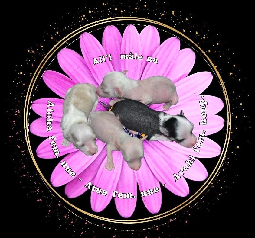 Little Champs - Chiots disponibles - Chien chinois à crête