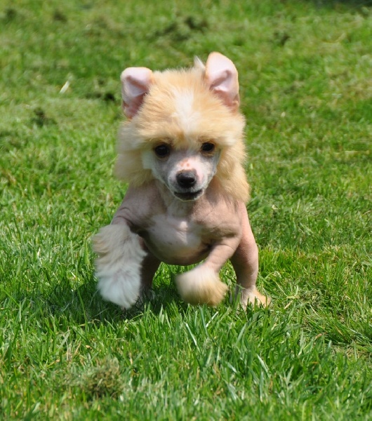 Little Champs - Chien chinois à crête - Portée née le 03/05/2013
