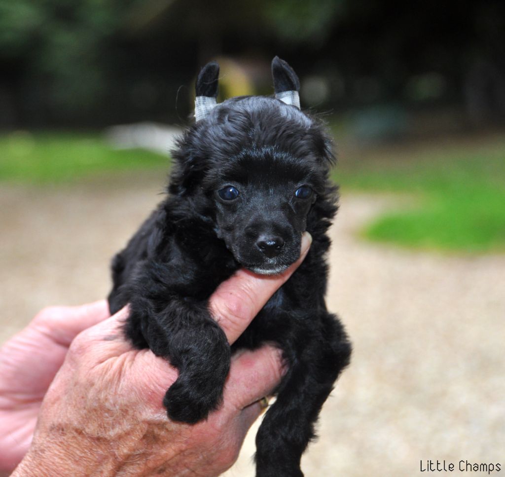 Little Champs - Chiots disponibles - Chien chinois à crête
