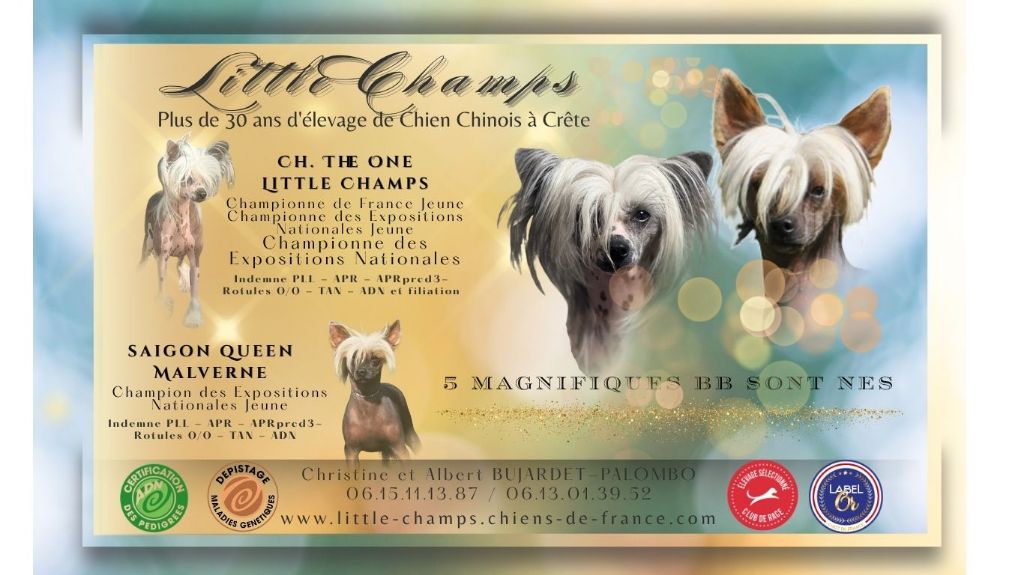 Little Champs - Chien chinois à crête - Portée née le 29/06/2025