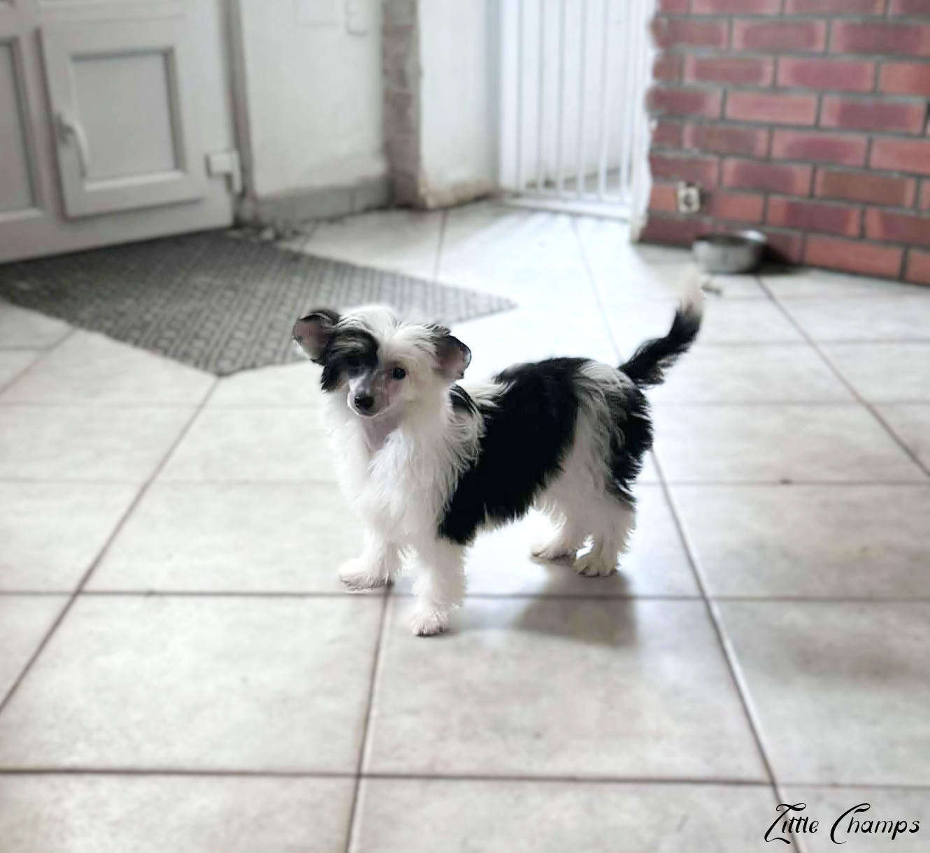 Little Champs - Chiots disponibles - Chien chinois à crête