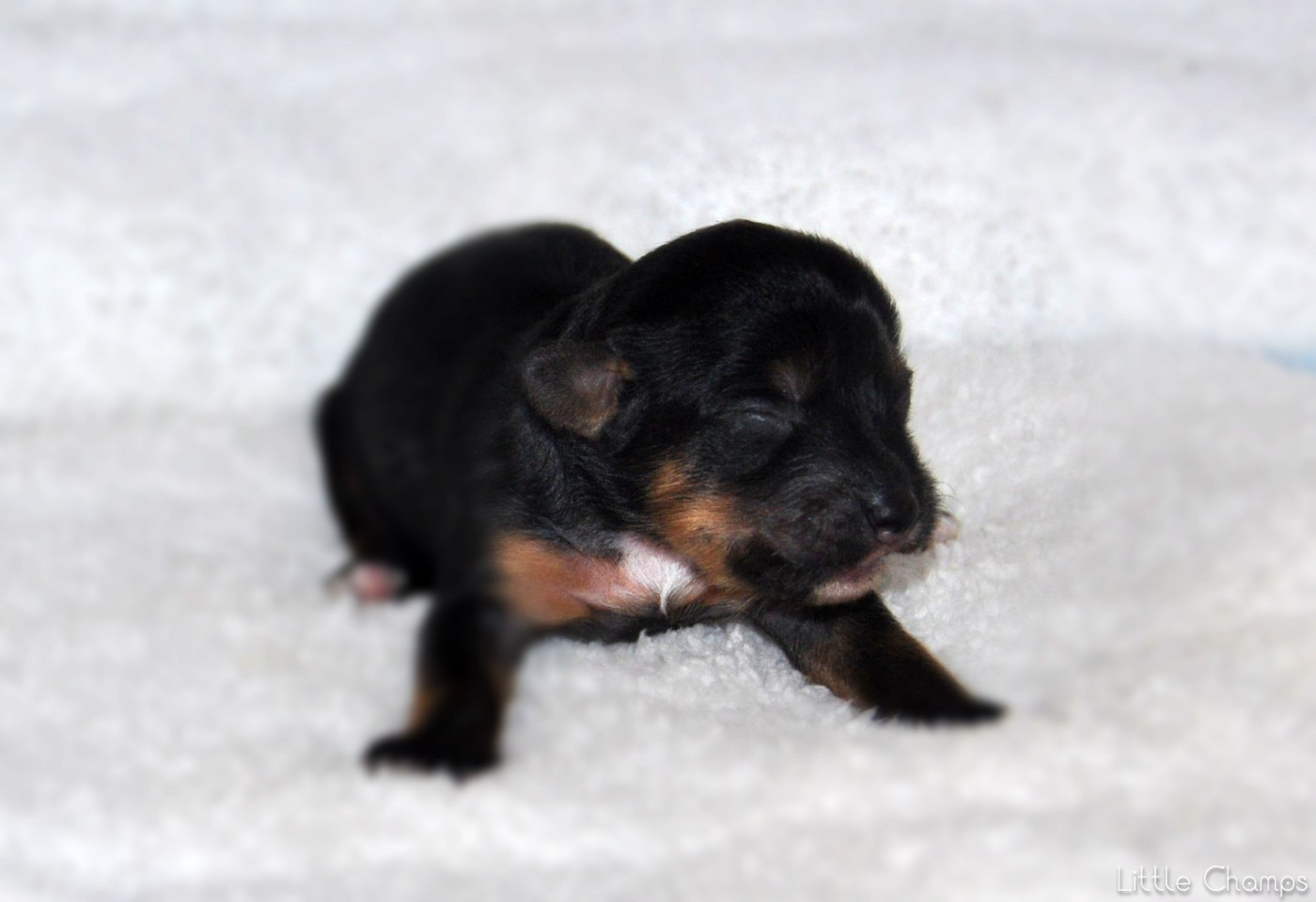 Little Champs - Chiots disponibles - Chien chinois à crête