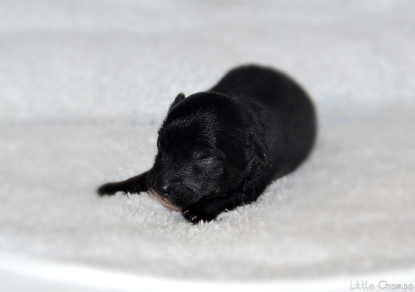 Little Champs - Chiots disponibles - Chien chinois à crête