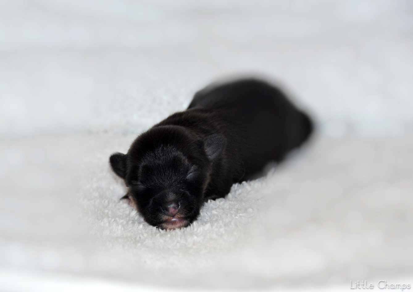 Little Champs - Chiots disponibles - Chien chinois à crête