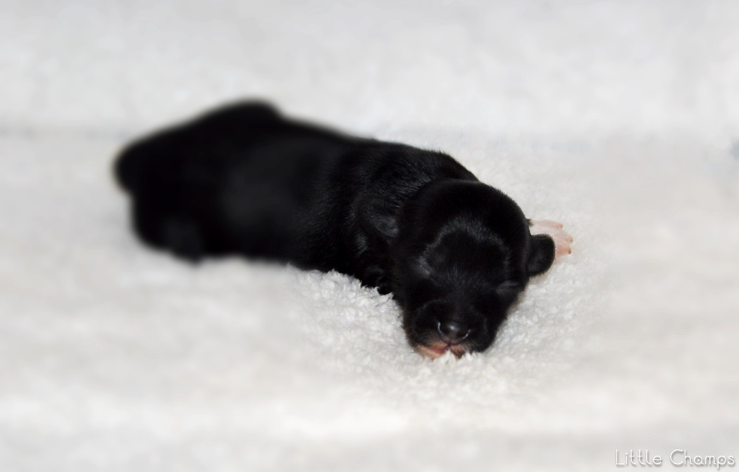 Little Champs - Chiots disponibles - Chien chinois à crête