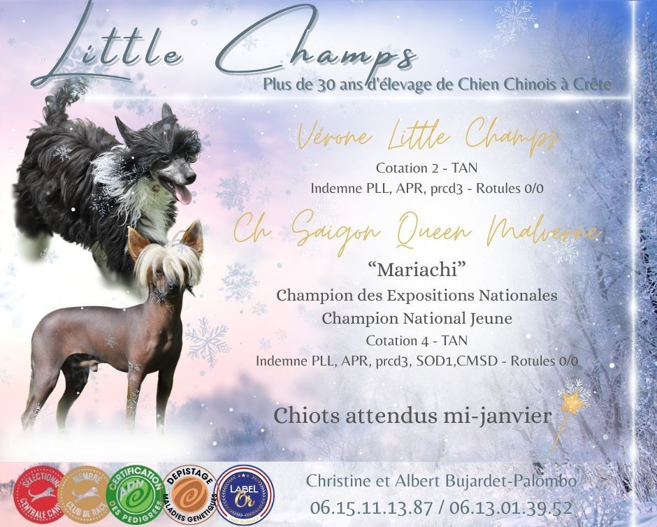Chiot Chien chinois à crête Little Champs