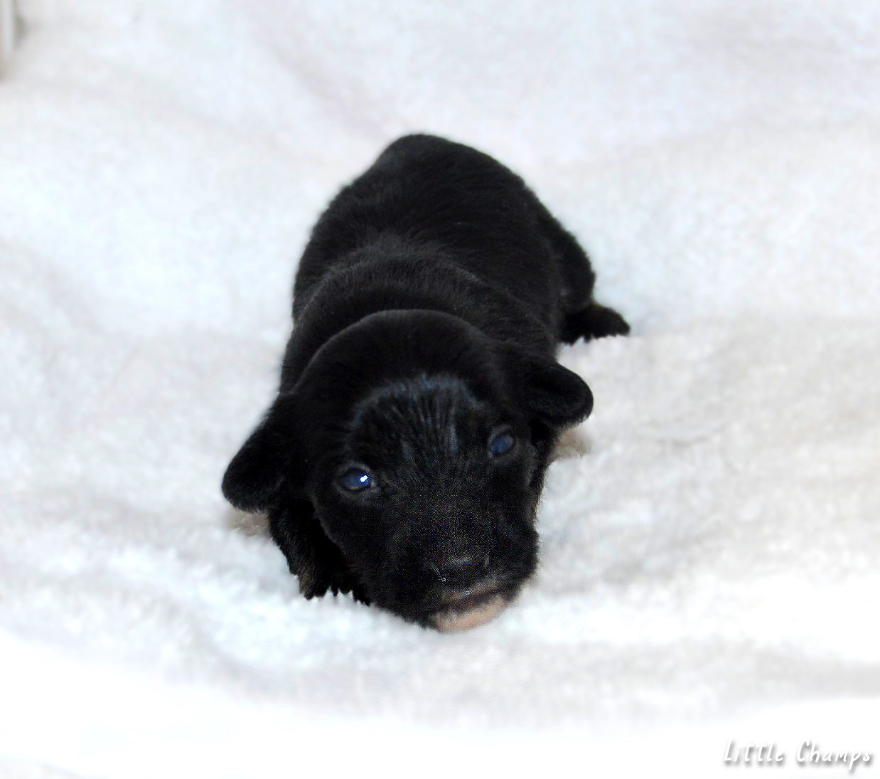 Little Champs - Chiots disponibles - Chien chinois à crête