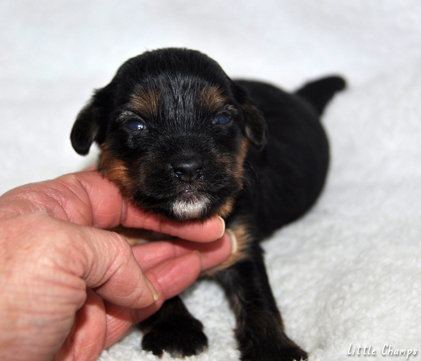 Little Champs - Chiots disponibles - Chien chinois à crête