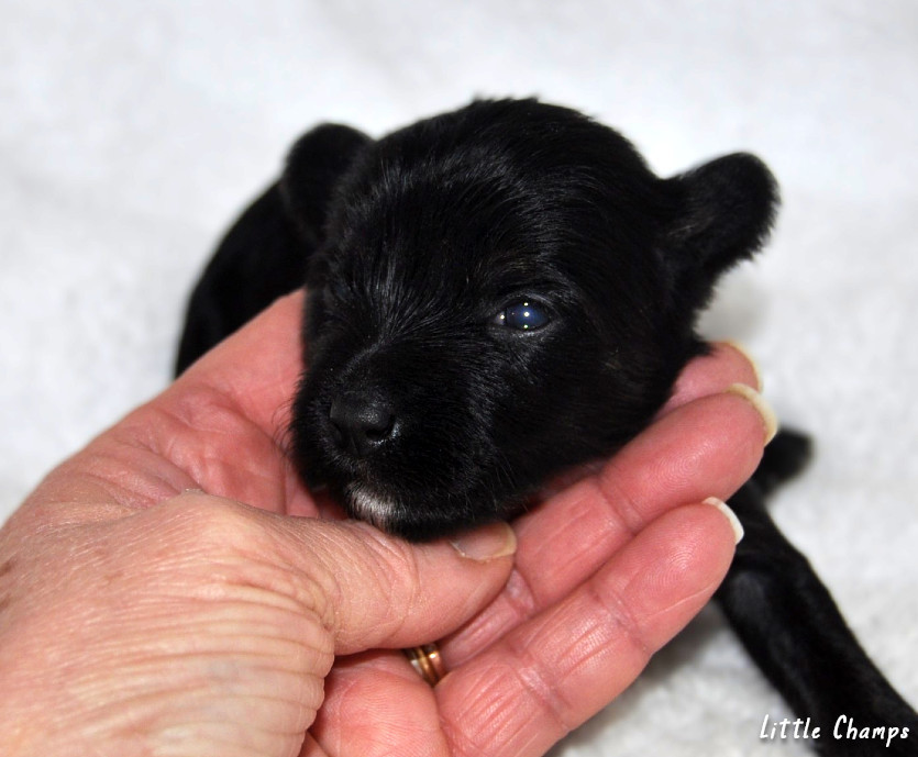 Little Champs - Chiots disponibles - Chien chinois à crête