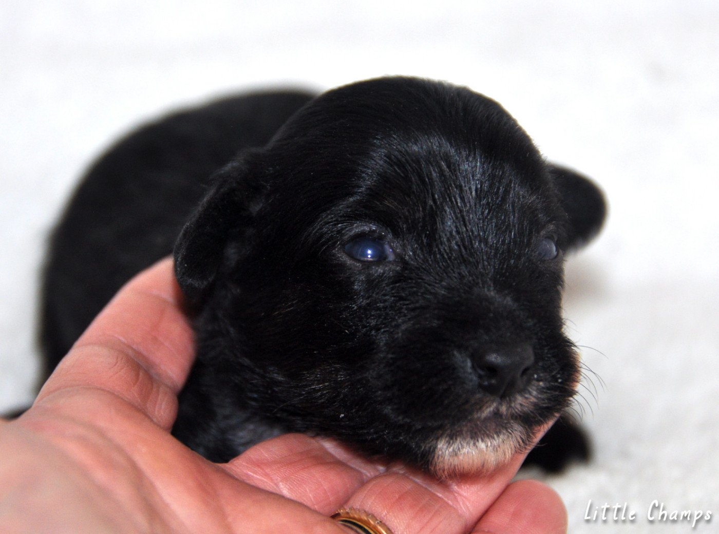 Little Champs - Chiots disponibles - Chien chinois à crête