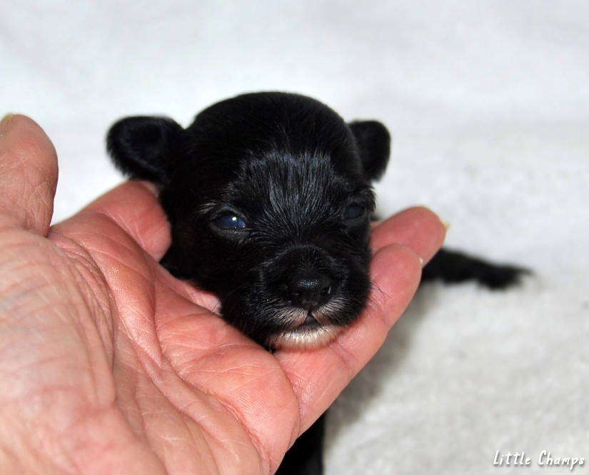 Little Champs - Chiots disponibles - Chien chinois à crête