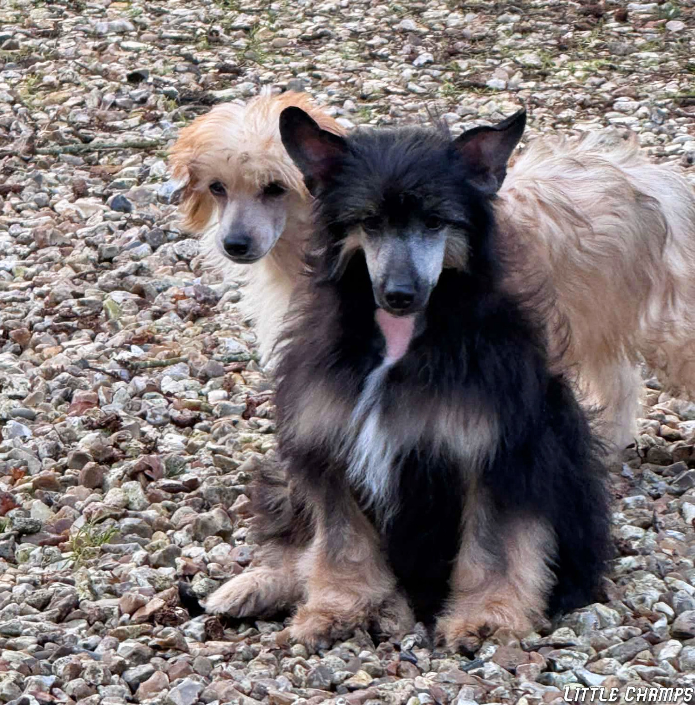 Little Champs - Chiots disponibles - Chien chinois à crête