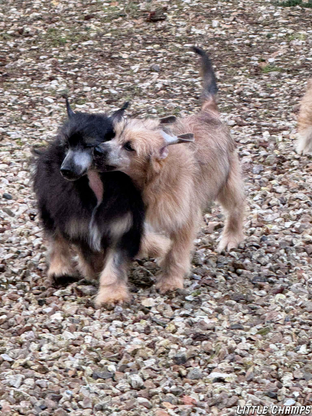 Little Champs - Chiots disponibles - Chien chinois à crête