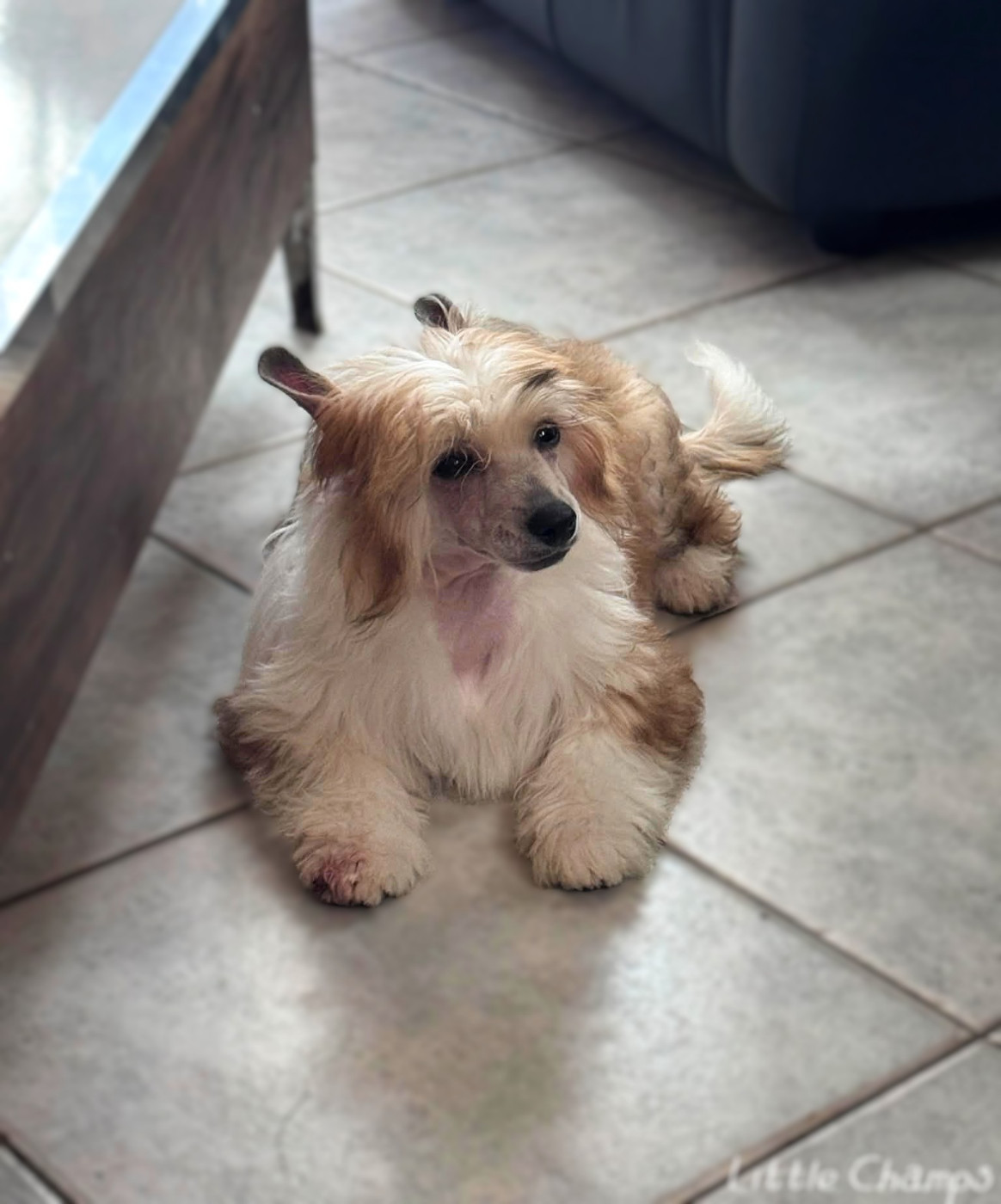 Little Champs - Chiots disponibles - Chien chinois à crête